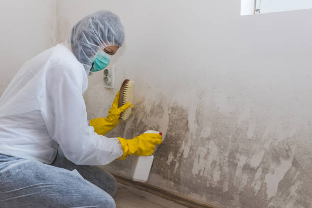 Best Basement Mold Remediation in Blountville, TN