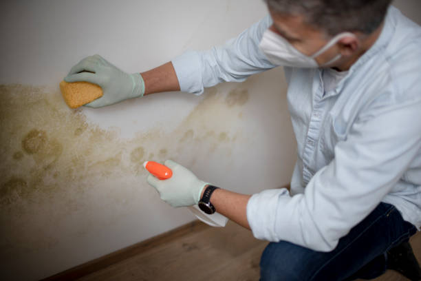 Best Attic Mold Remediation in Blountville, TN