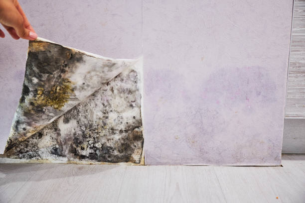 Best Localized Mold Remediation (e.g., coastal areas, humid climates) in Blountville, TN